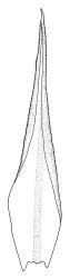 Sclerodontium pallidum, branch leaf. Drawn from J.E. Beever 22-64, CHR 104668.
 Image: R.C. Wagstaff © Landcare Research 2018 